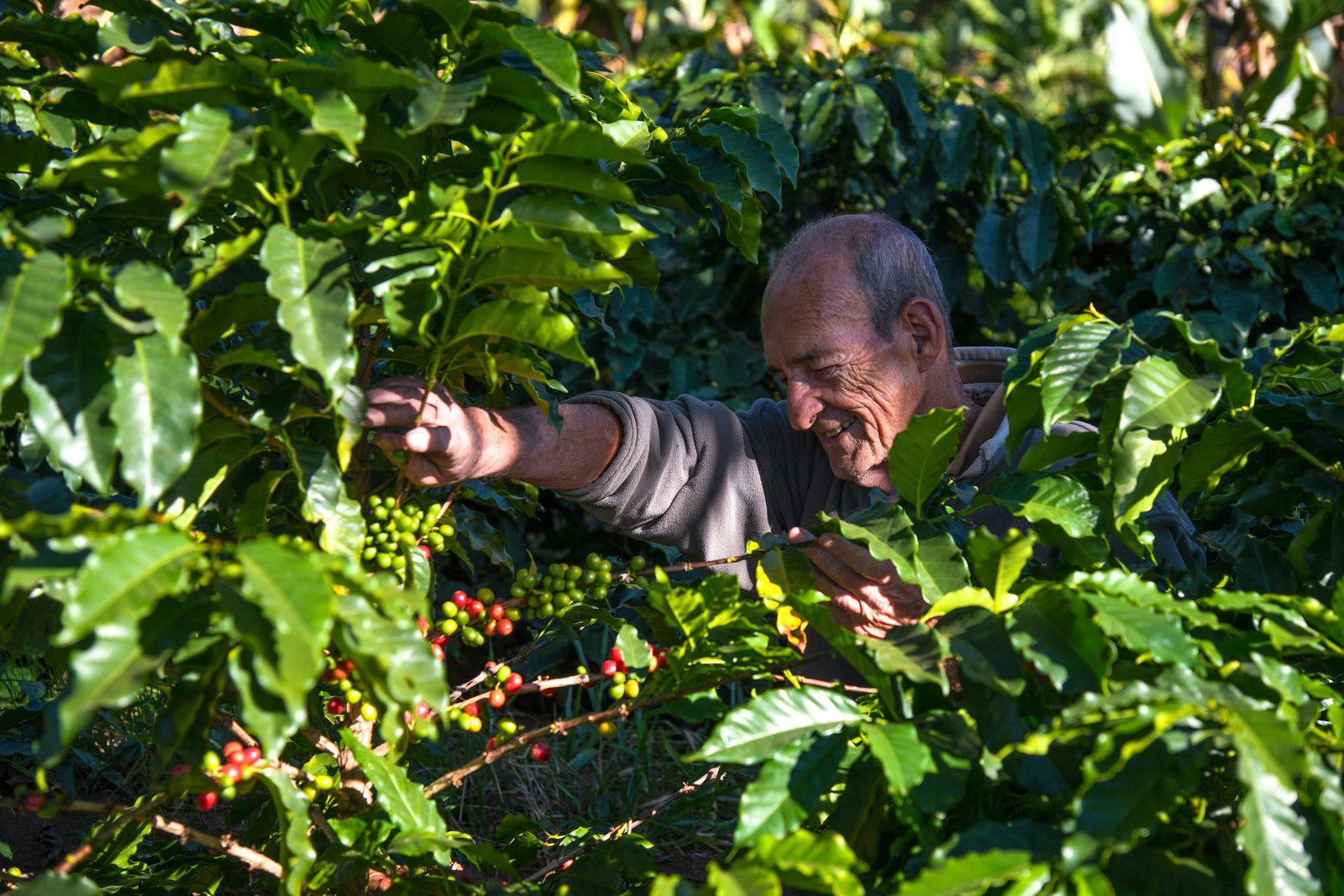 Produtor colhe cerejas maduras no meio do cafezal