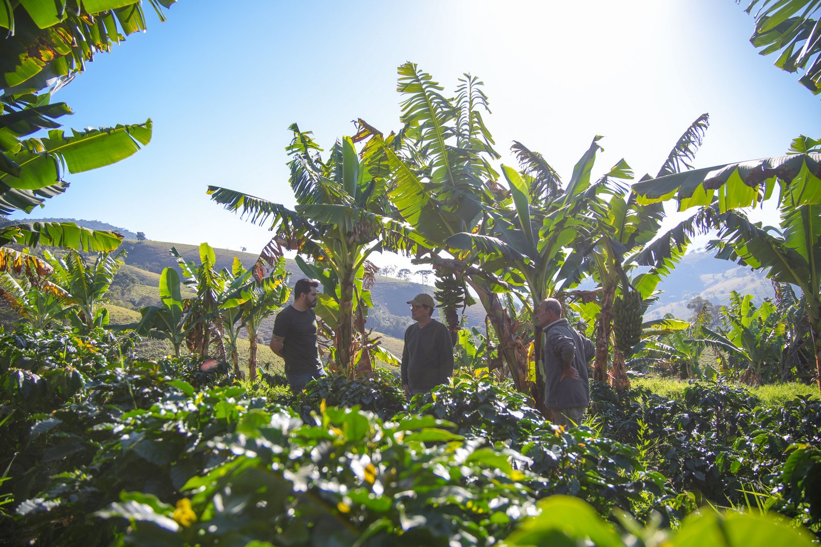Família da fazenda entre bananeiras e pés de café ao sol da manhã