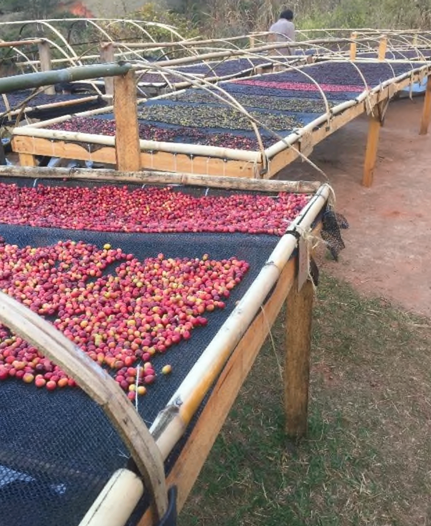 Terreiros suspensos de bambu com cerejas de café em secagem