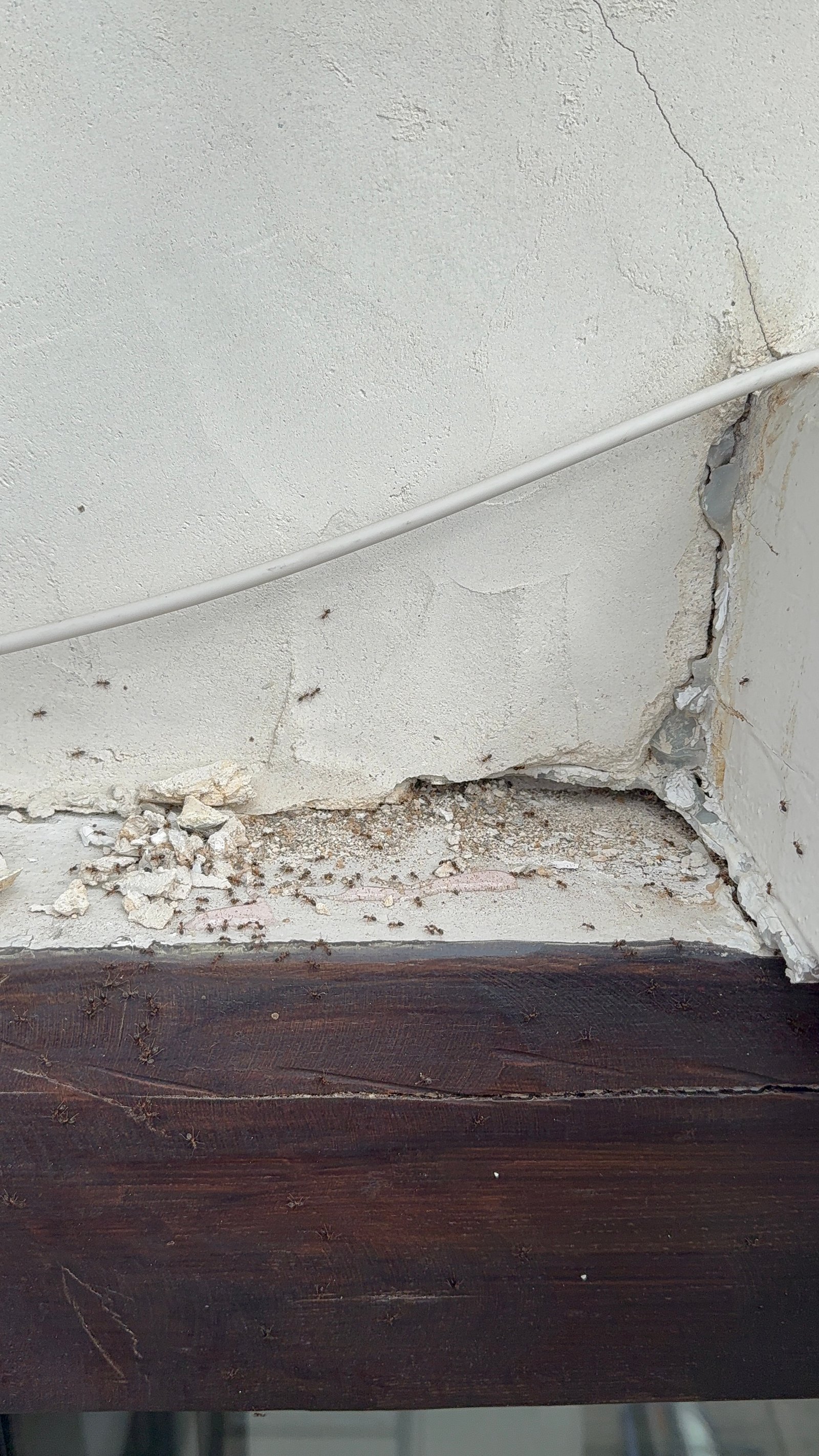 Traitement anti-fourmis — savigny-sur-orge - Essonne