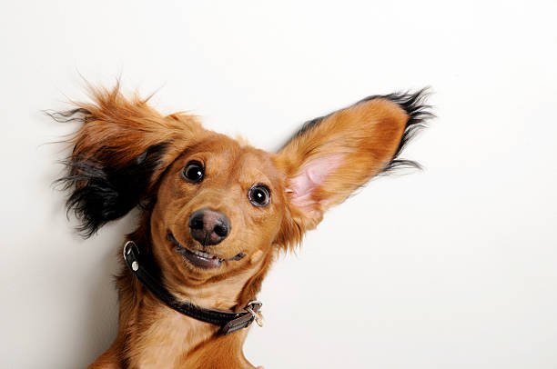 Pet damage repairs