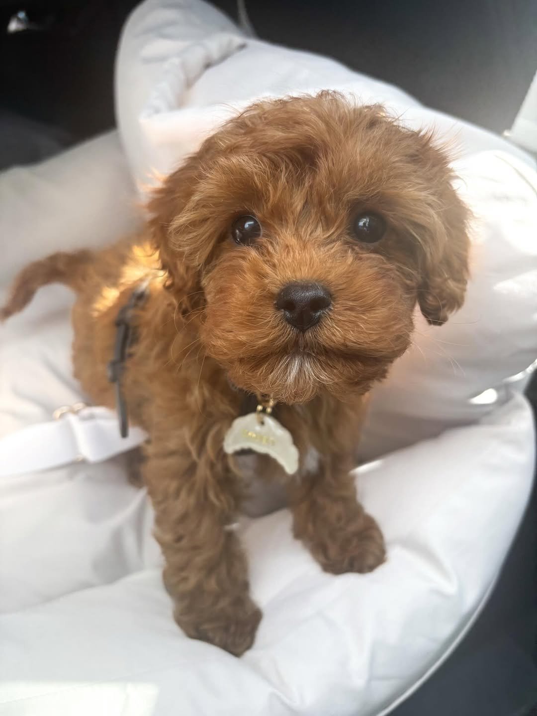 Photo of Charlie