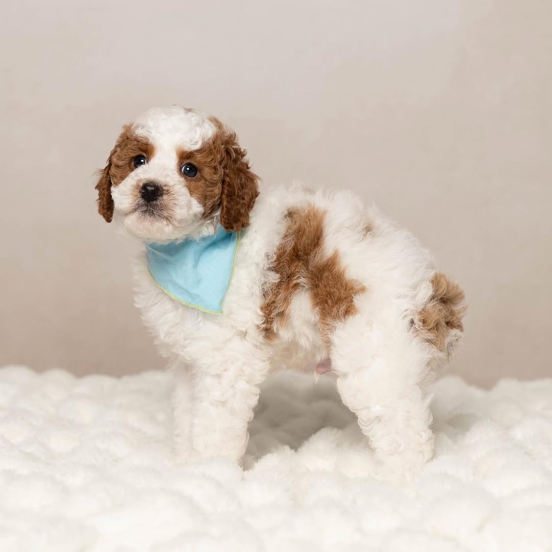 Photo of Rosie
