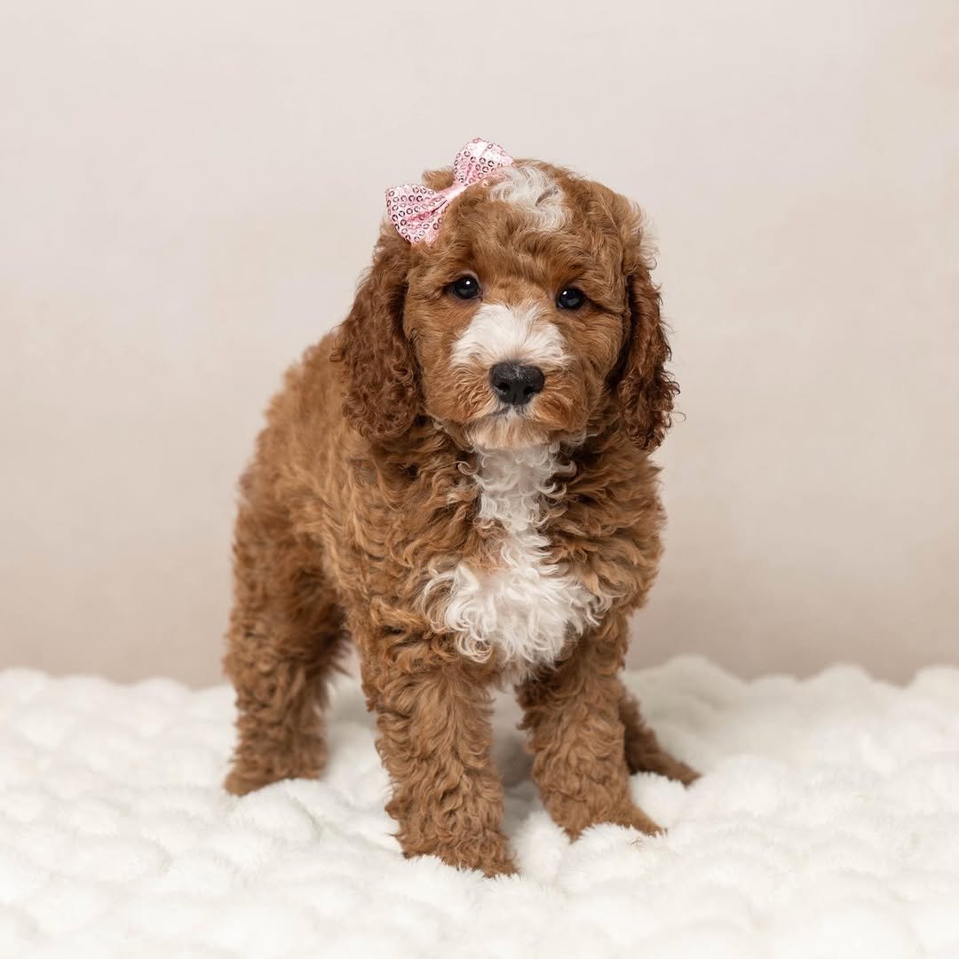 Photo of Bella