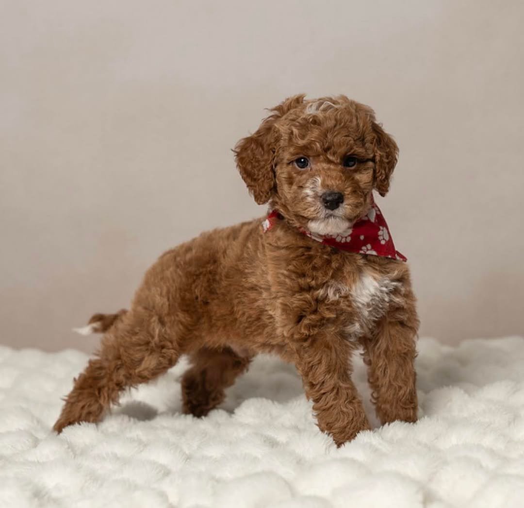 Photo of Honey