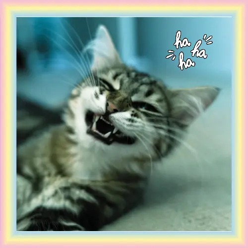 A cute, fluffy cat laughing, representing the fun and lighthearted images in the gallery.