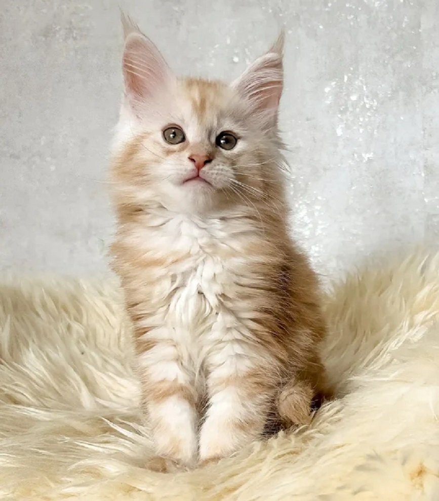 BONNIE female Maine Coon kitten for sale in USA and Canada – purebred Maine Coon breeders
