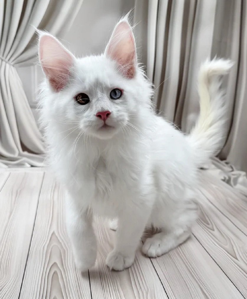 DREAMS dark gray male Maine Coon kitten for sale USA Canada – Maine Coon kittens for sale