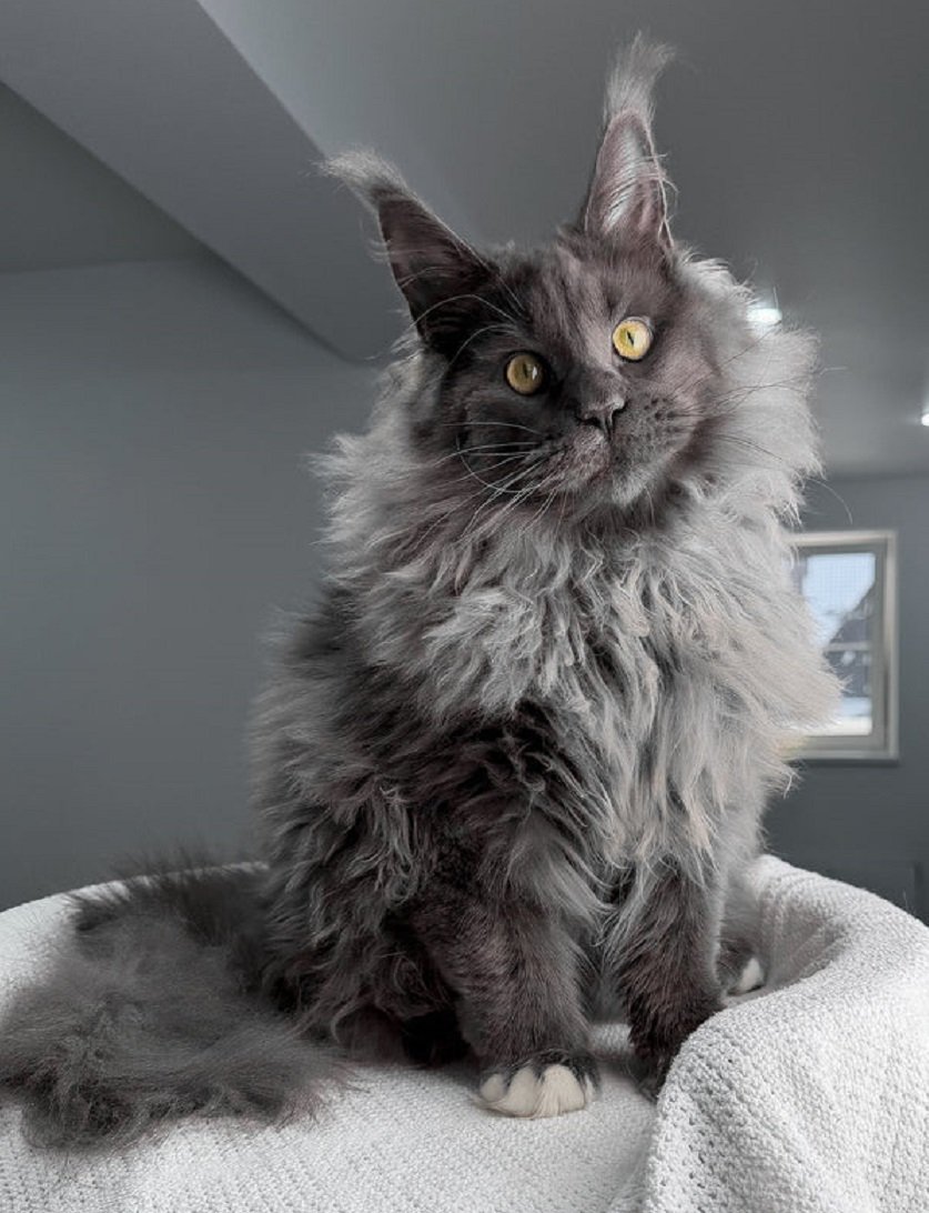 JEFF white male Maine Coon kitten for sale nationwide USA and Canada – purebred