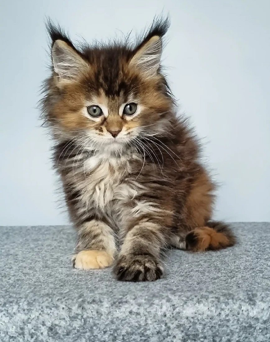FEYA female Maine Coon kitten for sale USA Canada – trusted Maine Coon breeders