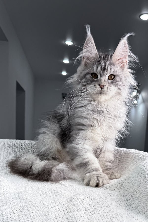 TULUS white male Maine Coon kitten for sale in USA and Canada – purebred Maine Coon kittens