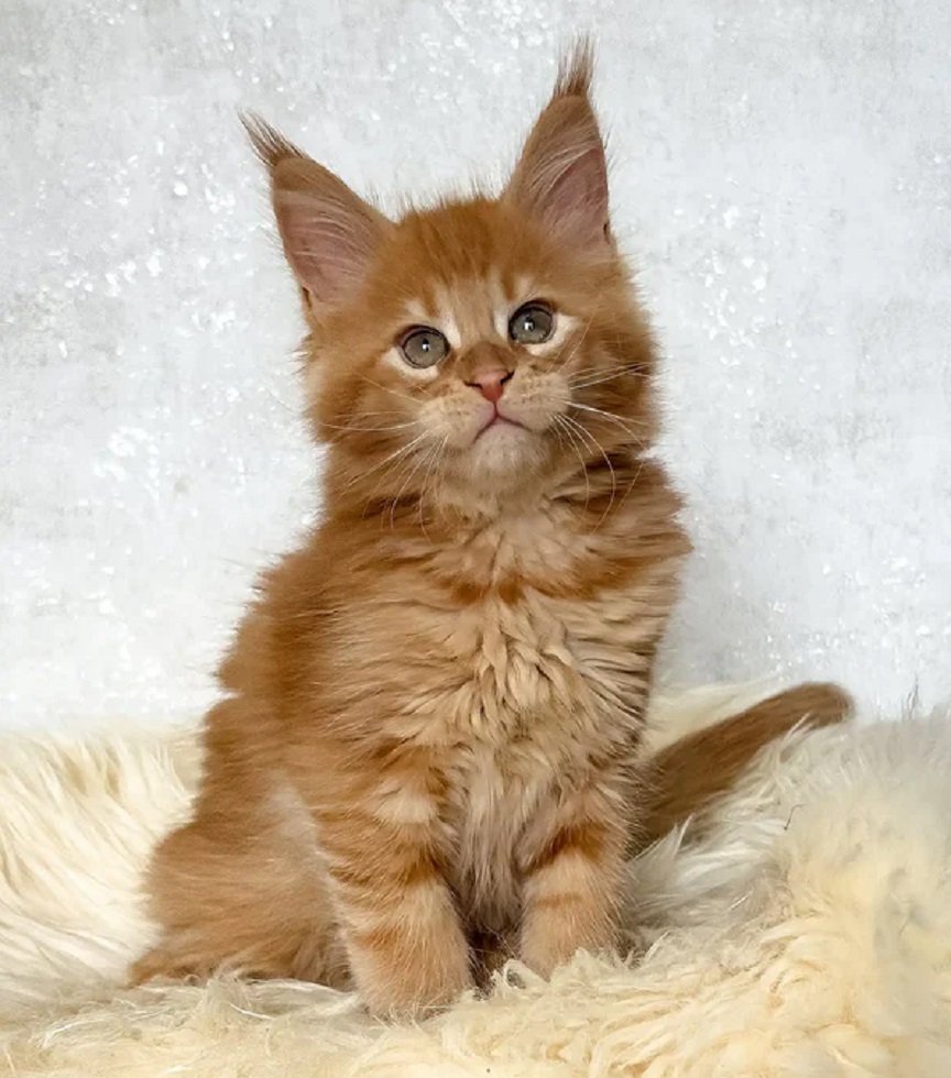 BENJI orange male Maine Coon kitten for sale in USA and Canada – purebred Maine Coon breeders
