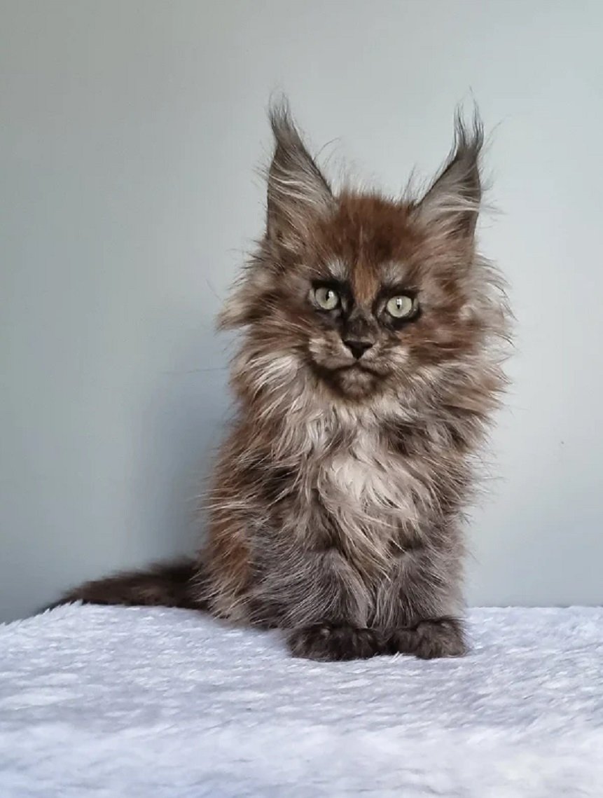 CHICA female Maine Coon kitten for sale USA Canada – healthy purebred Maine Coon kittens