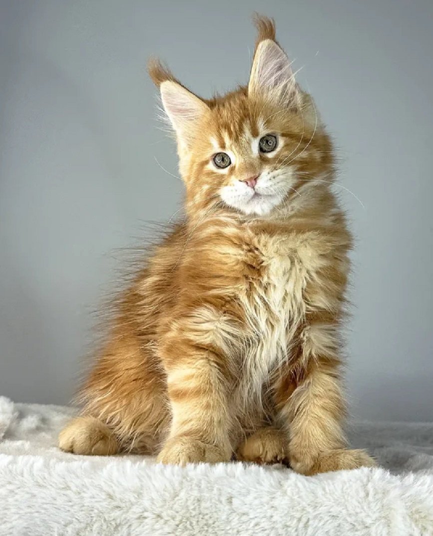 YVES female Maine Coon kitten for sale in USA and Canada – purebred Maine Coon for sale