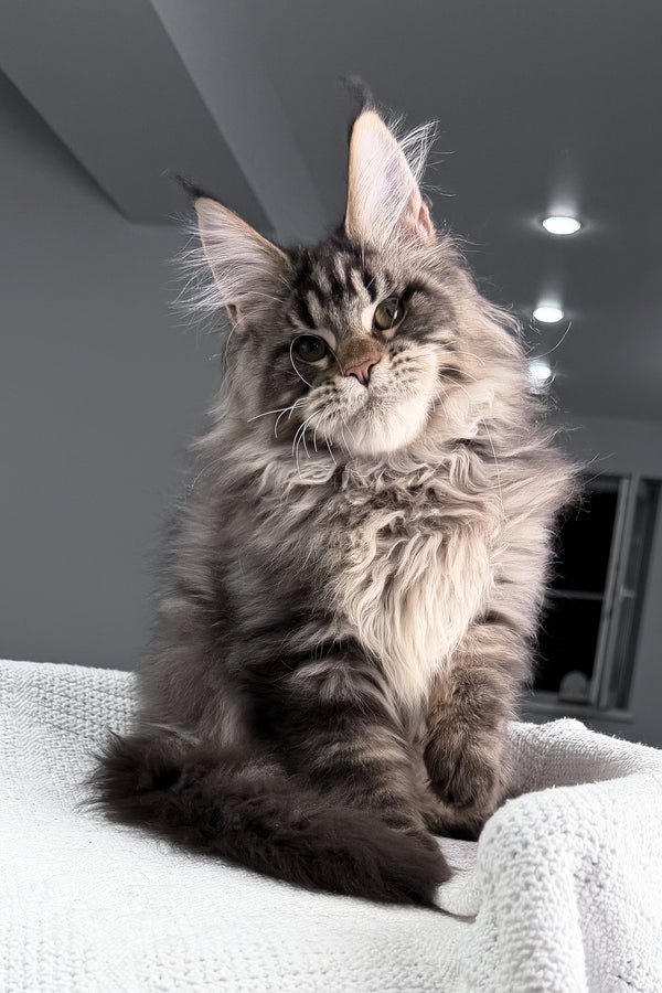 SANDRO white and gray tabby male Maine Coon kitten for sale USA Canada – trusted breeders
