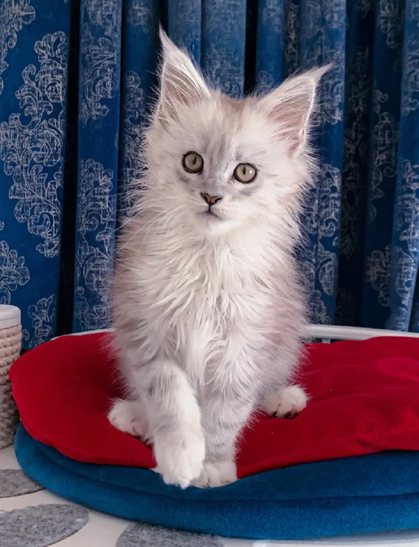 GENNY female Maine Coon kitten for sale in USA and Canada – purebred Maine Coon kittens
