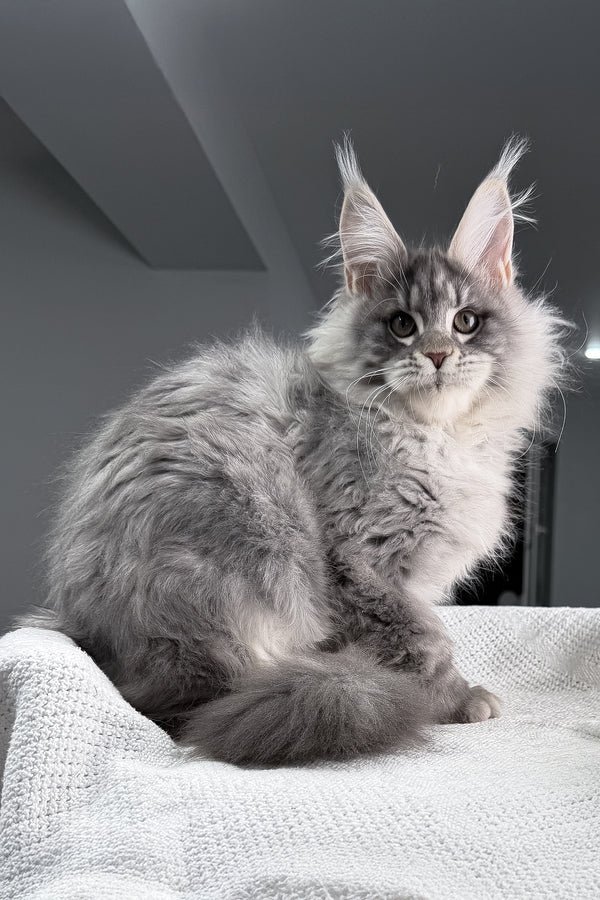 TOP white and gray tabby male Maine Coon kitten for sale in USA and Canada