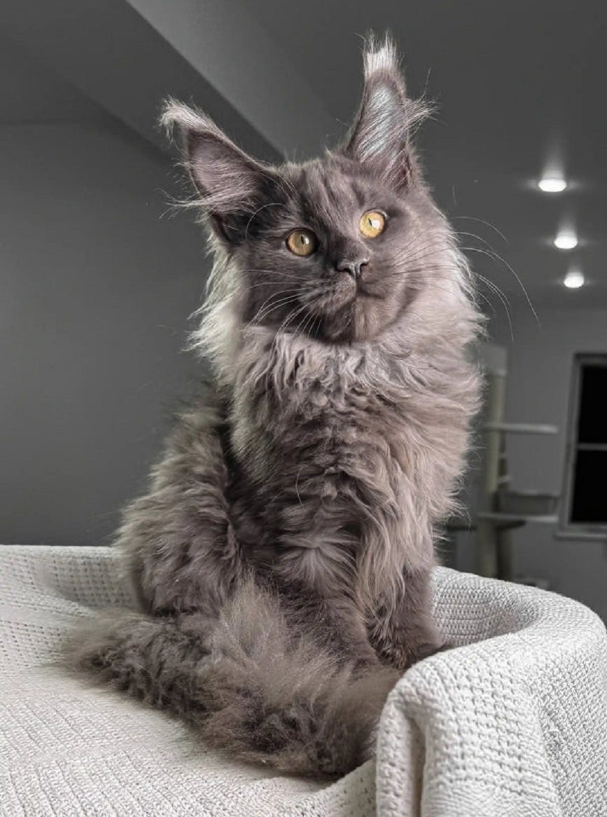 VIVIEN female Maine Coon kitten for sale USA Canada – Maine Coon breeders in USA