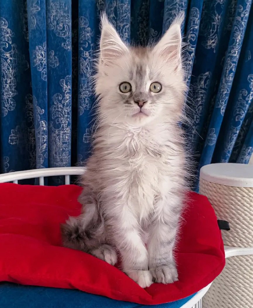 GUSTAVO white male Maine Coon kitten with heterochromia for sale USA Canada – Maine Coon breeders
