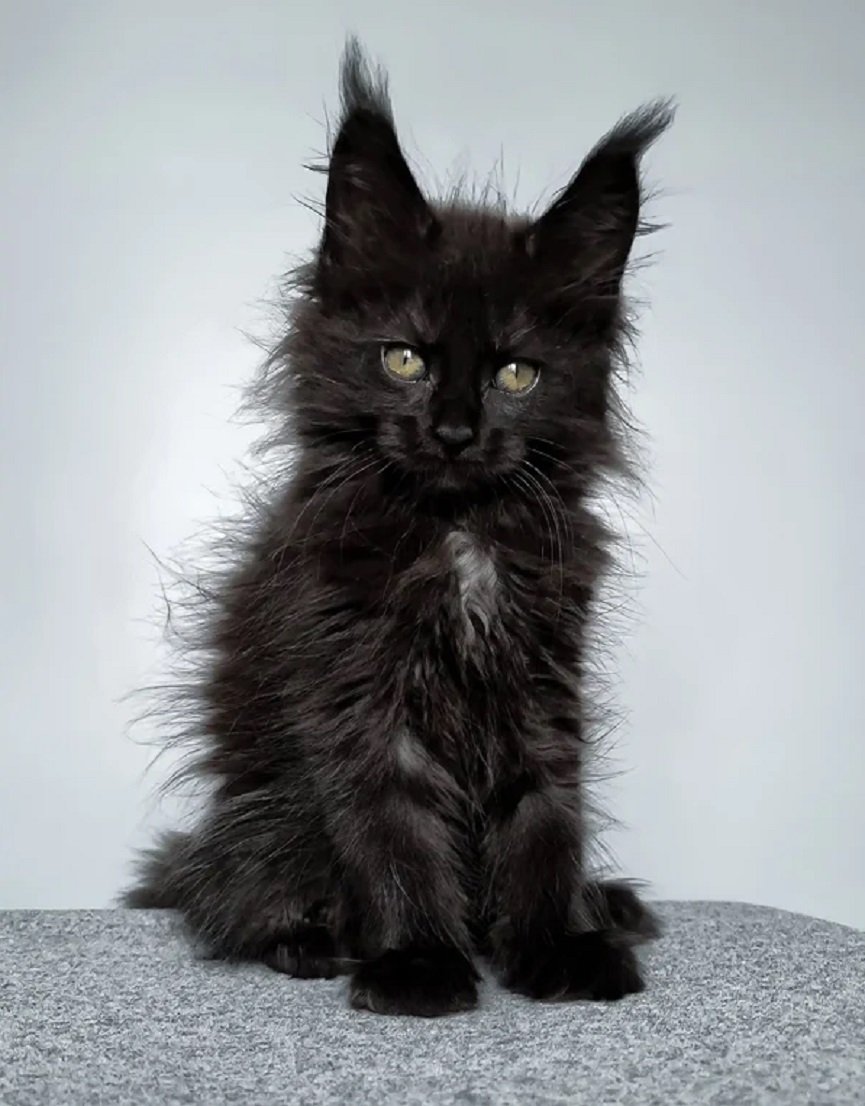 ELLI female Maine Coon kitten for sale in USA and Canada – Maine Coon kittens for sale