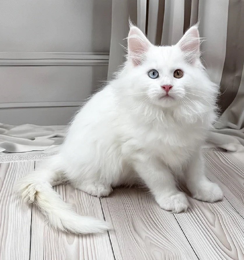 DARSY orange male Maine Coon kitten for sale USA Canada delivery – purebred Maine Coon