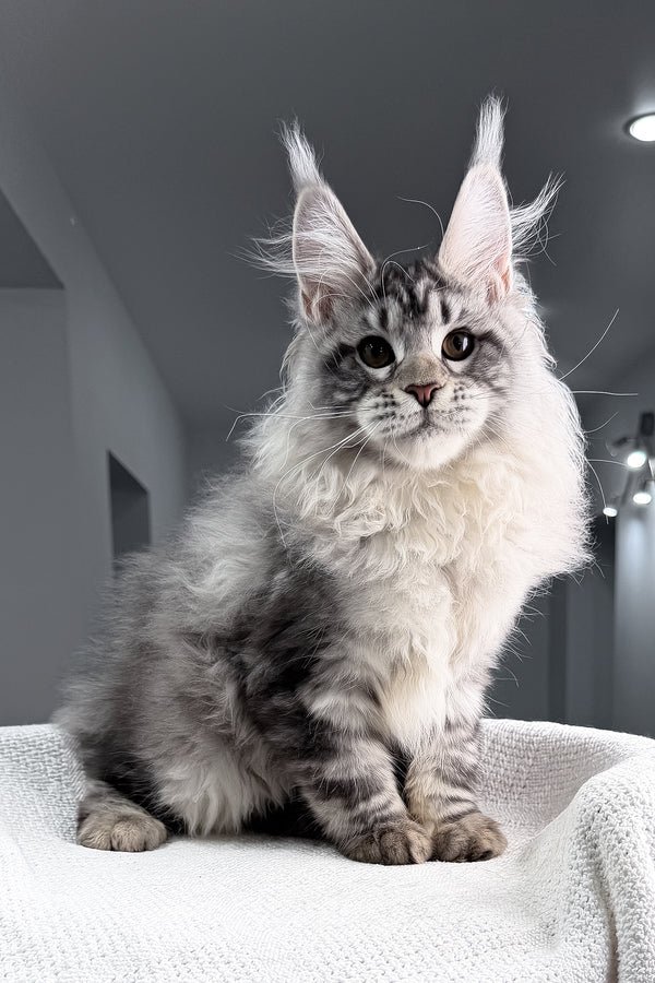 TRISTAN white male Maine Coon kitten with gray markings for sale in USA and Canada