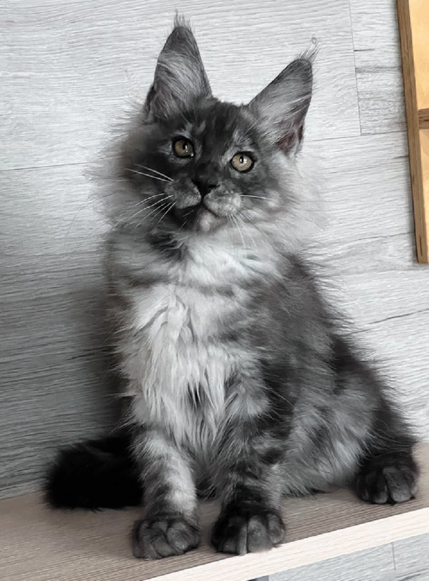 TIM dark gray male Maine Coon kitten for sale in USA and Canada – Maine Coon breeders