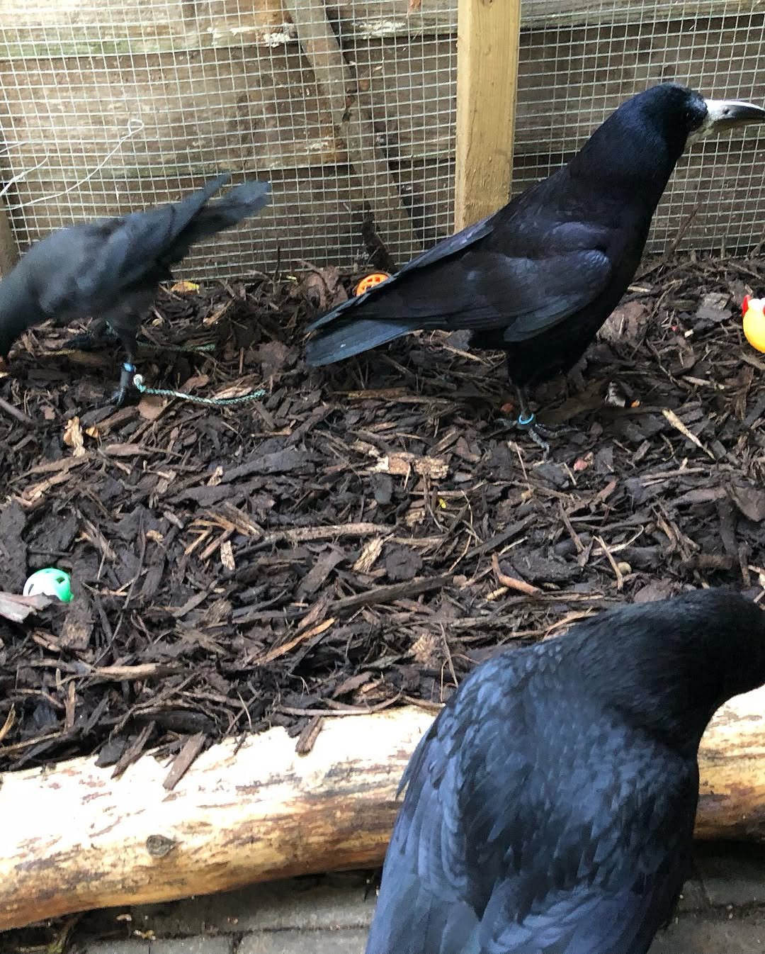 Blanco Aviary