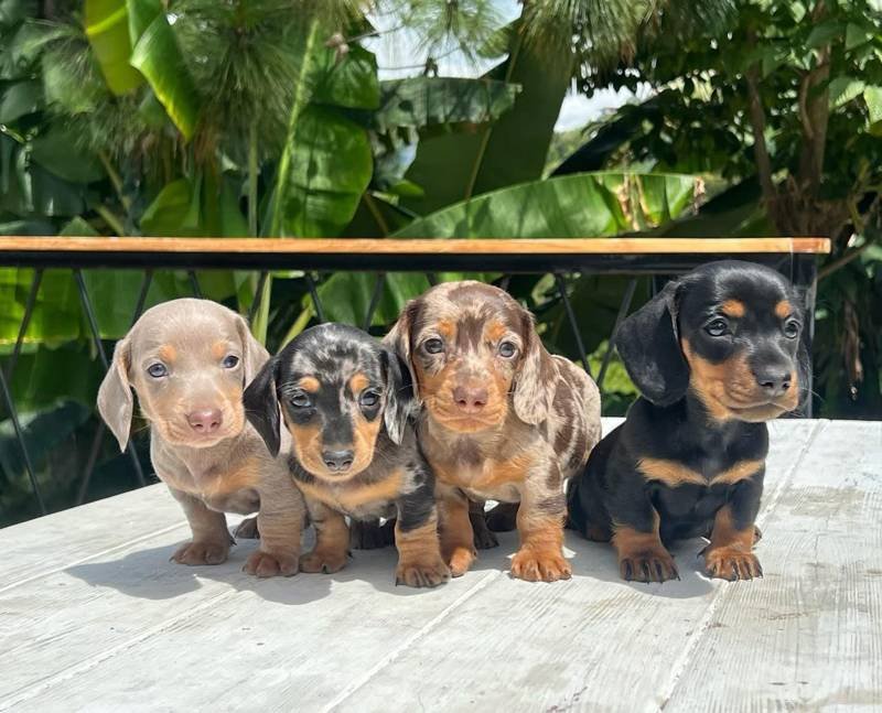 Teckel Dachshund Colombia Criadero De Perros Salchichas Teckel Dachshund Colombia Criadero De Perros Salchichas