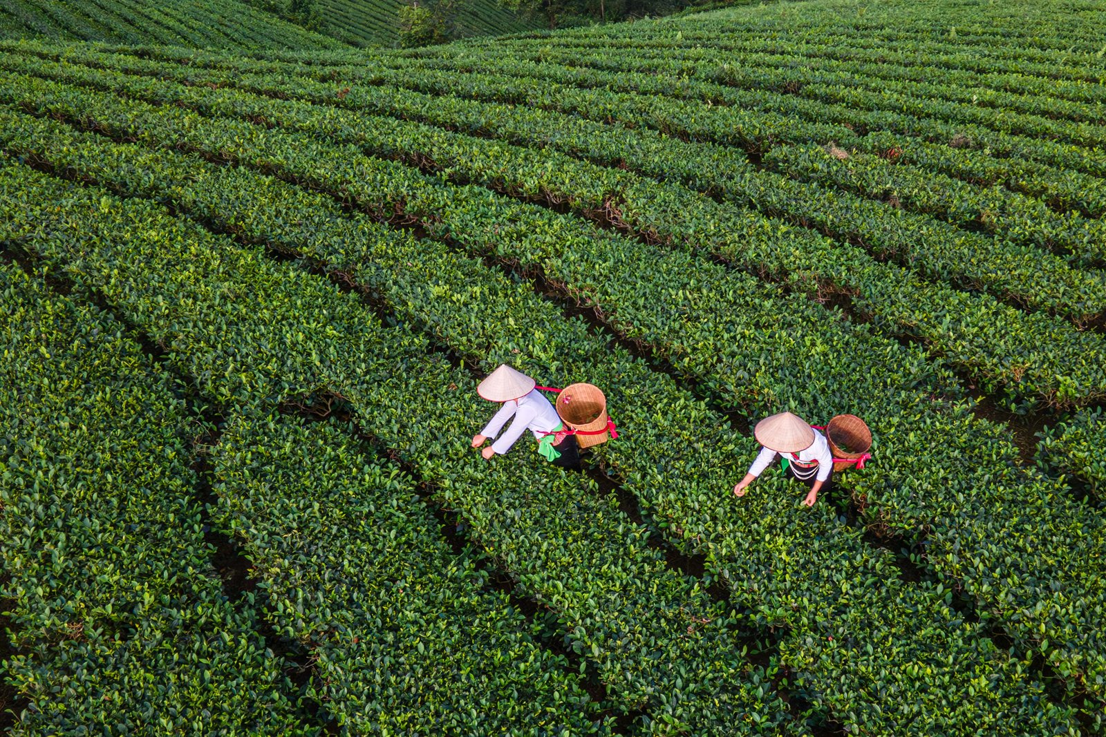 茶园采摘