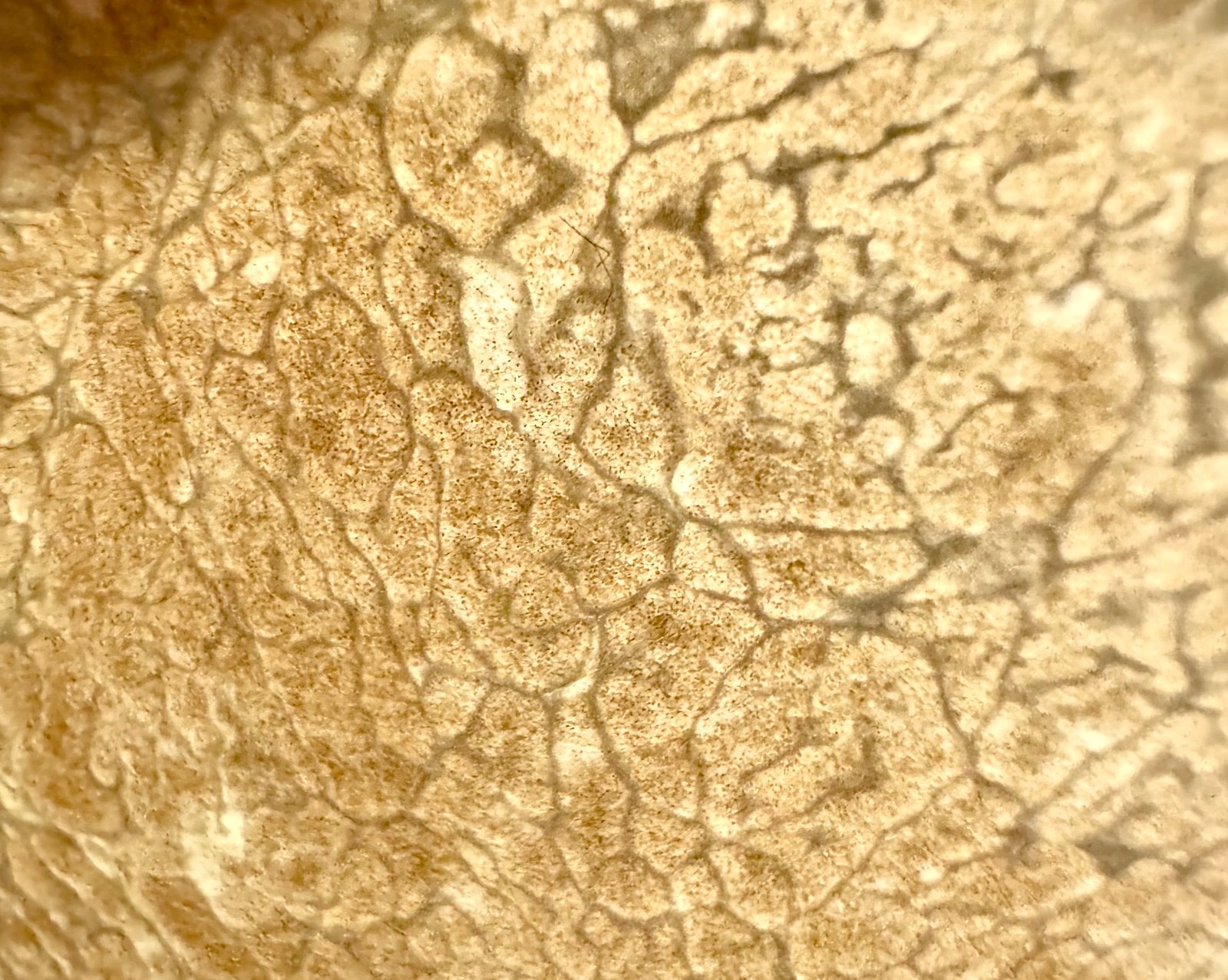 Dettaglio Tartufo Bianco d'Alba