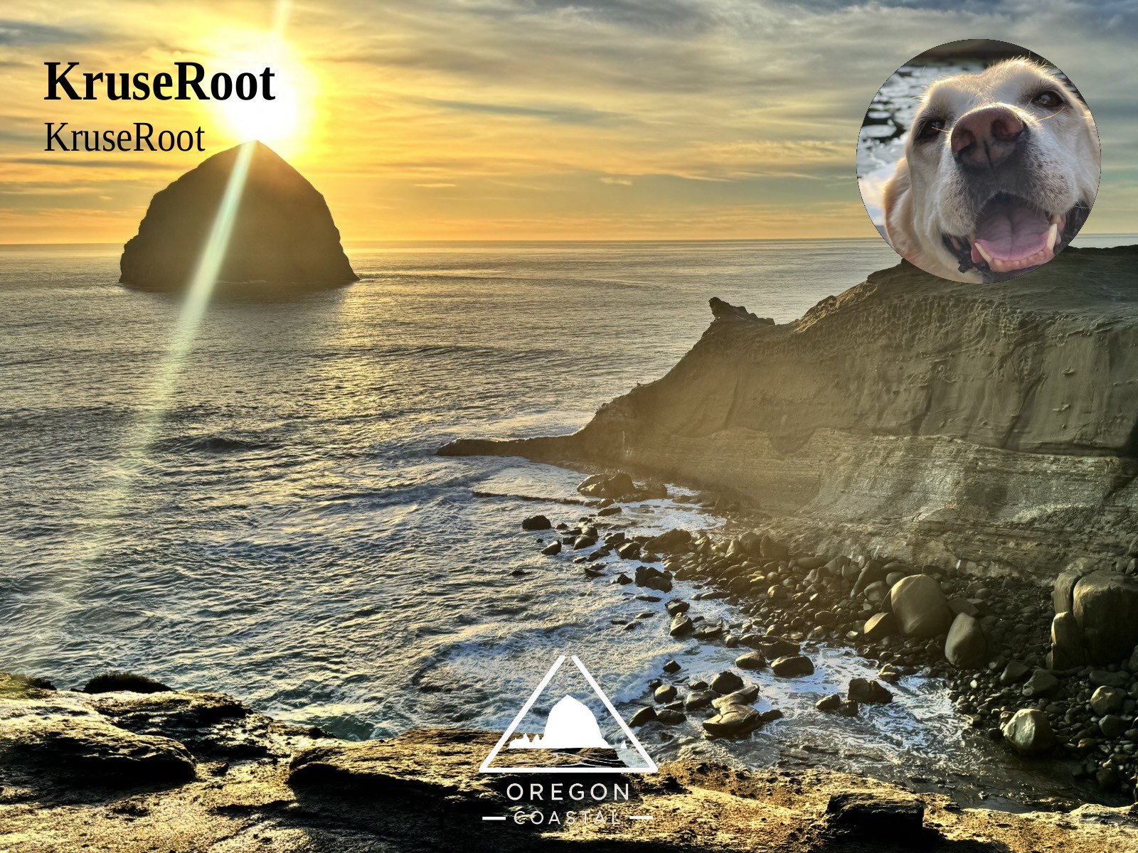 KruseRoot live stream collage with Oregon Coast sunset at Haystack Rock and smiling yellow Labrador