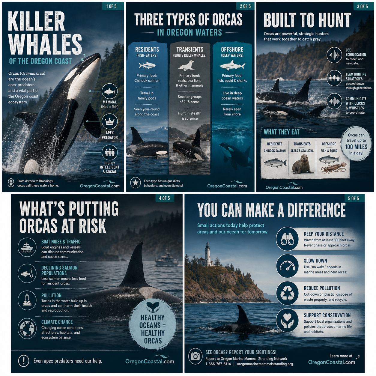 Killer Whales infographic