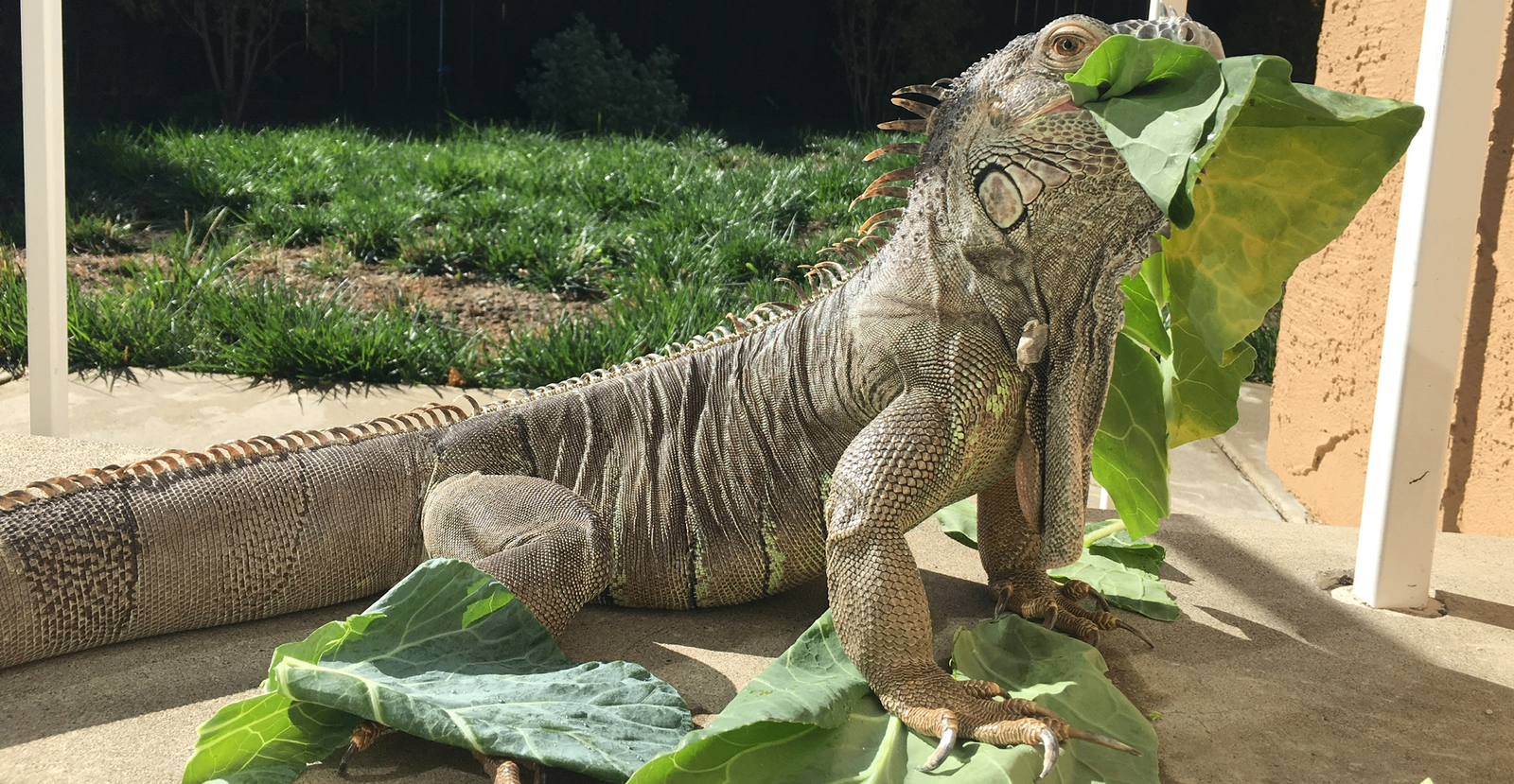 Iguana eating fresh green leaves in outdoor enclosure