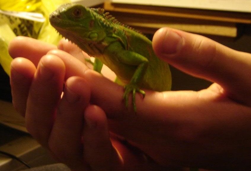 Young reptile