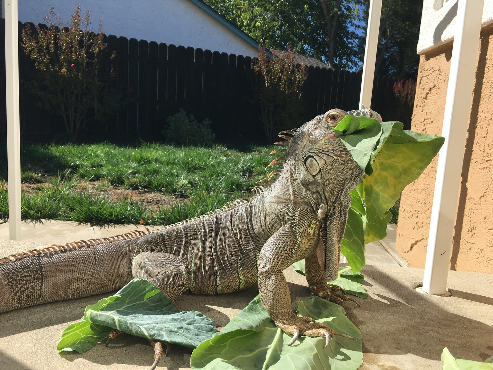 Adult reptile