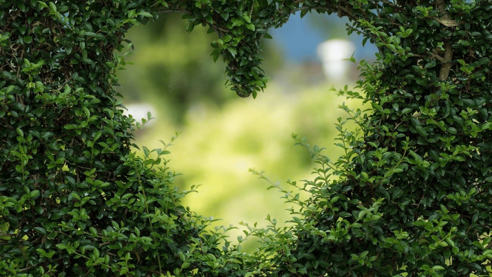 Lush green foliage hedge