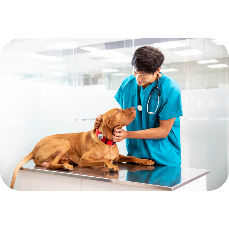 VetCare Clinica - Pet Care