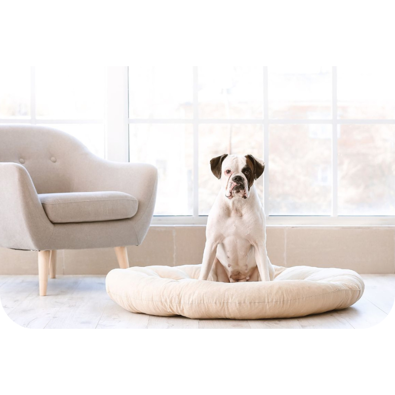 Pet Style Accessori - Pet Accessories