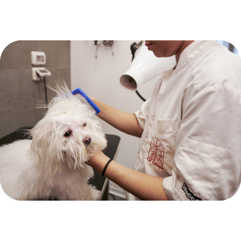 Zampa Felice Toelettatura - Pet Care