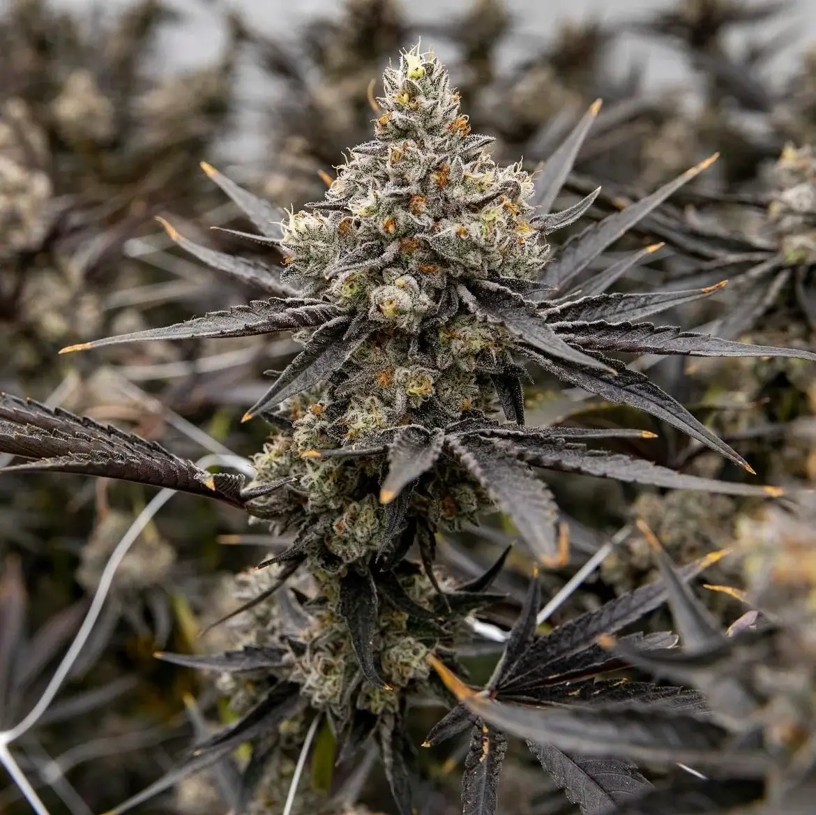 Healthy Oreoz cannabis clone close-up in a lab setting