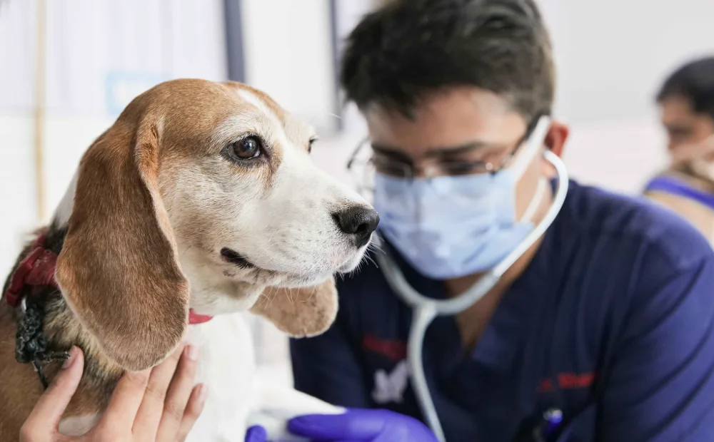 Veterinary professionals collaborating