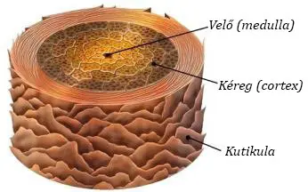 A haj szerkezete