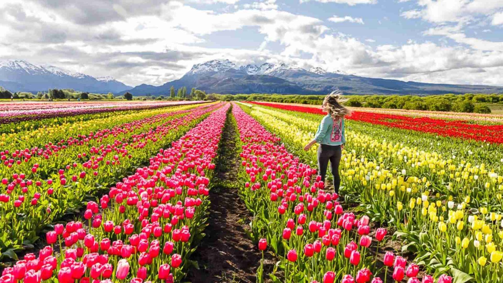 Tulipanes