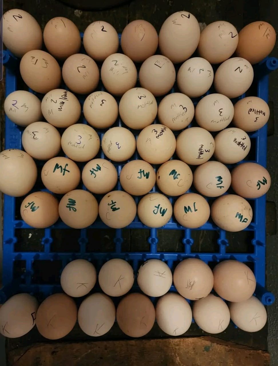 Harching Silkie Hatching Eggs & Chicks | Silkie’s Family Farm