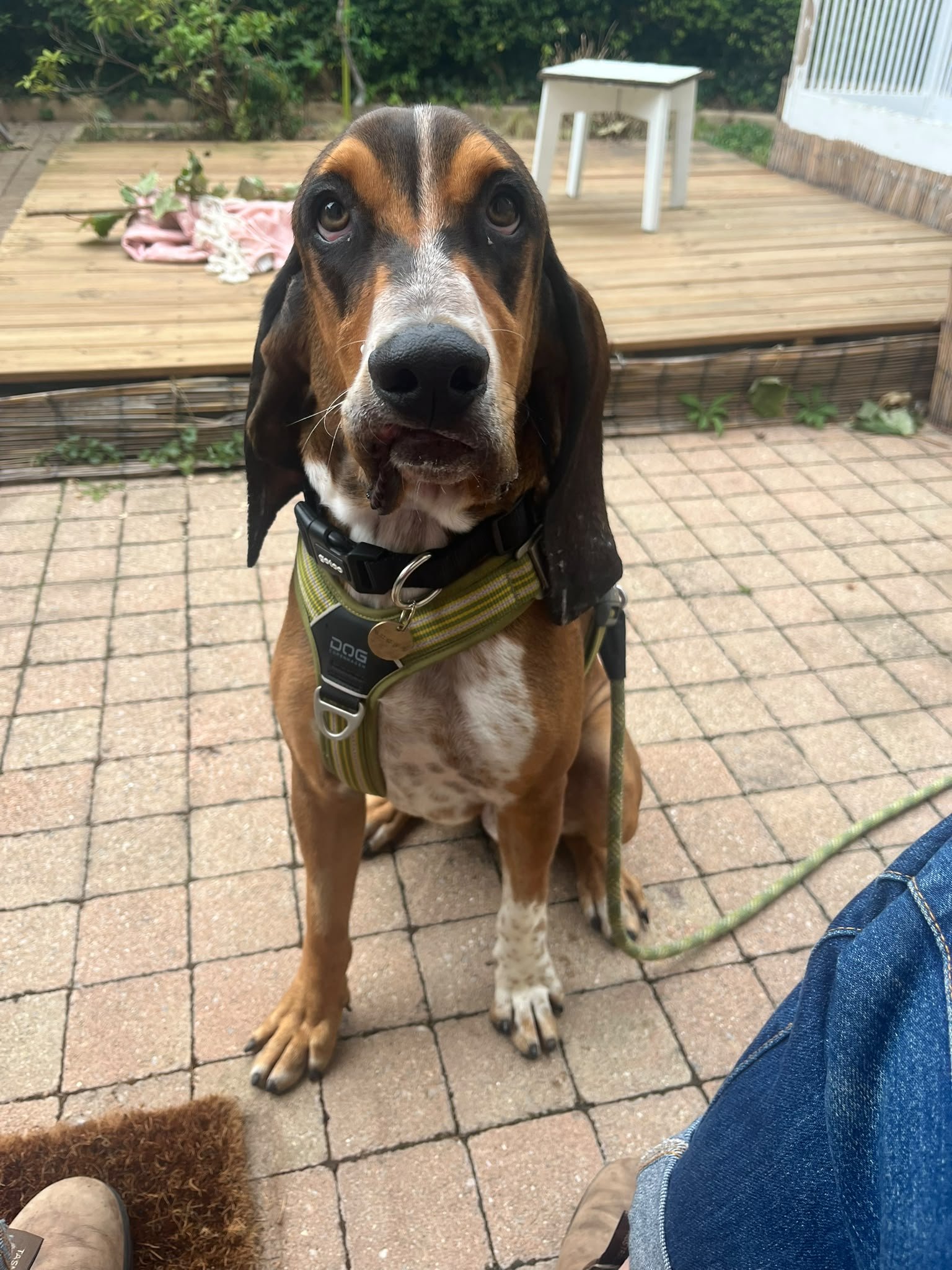 Charlie — photo 1