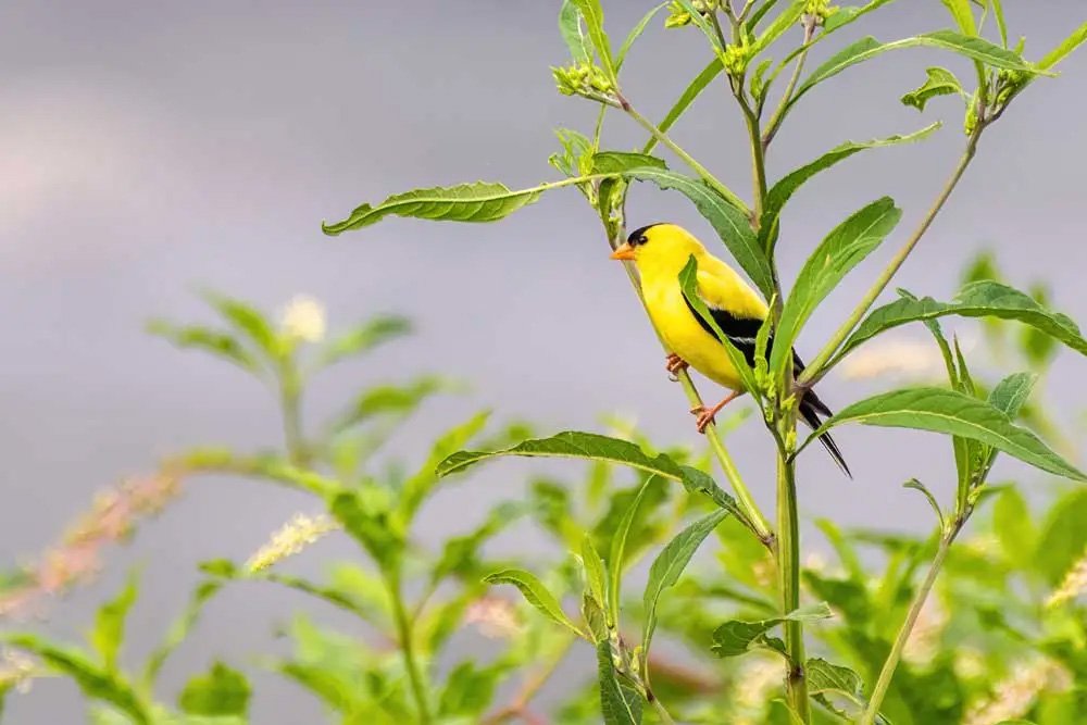 Wildlife watching