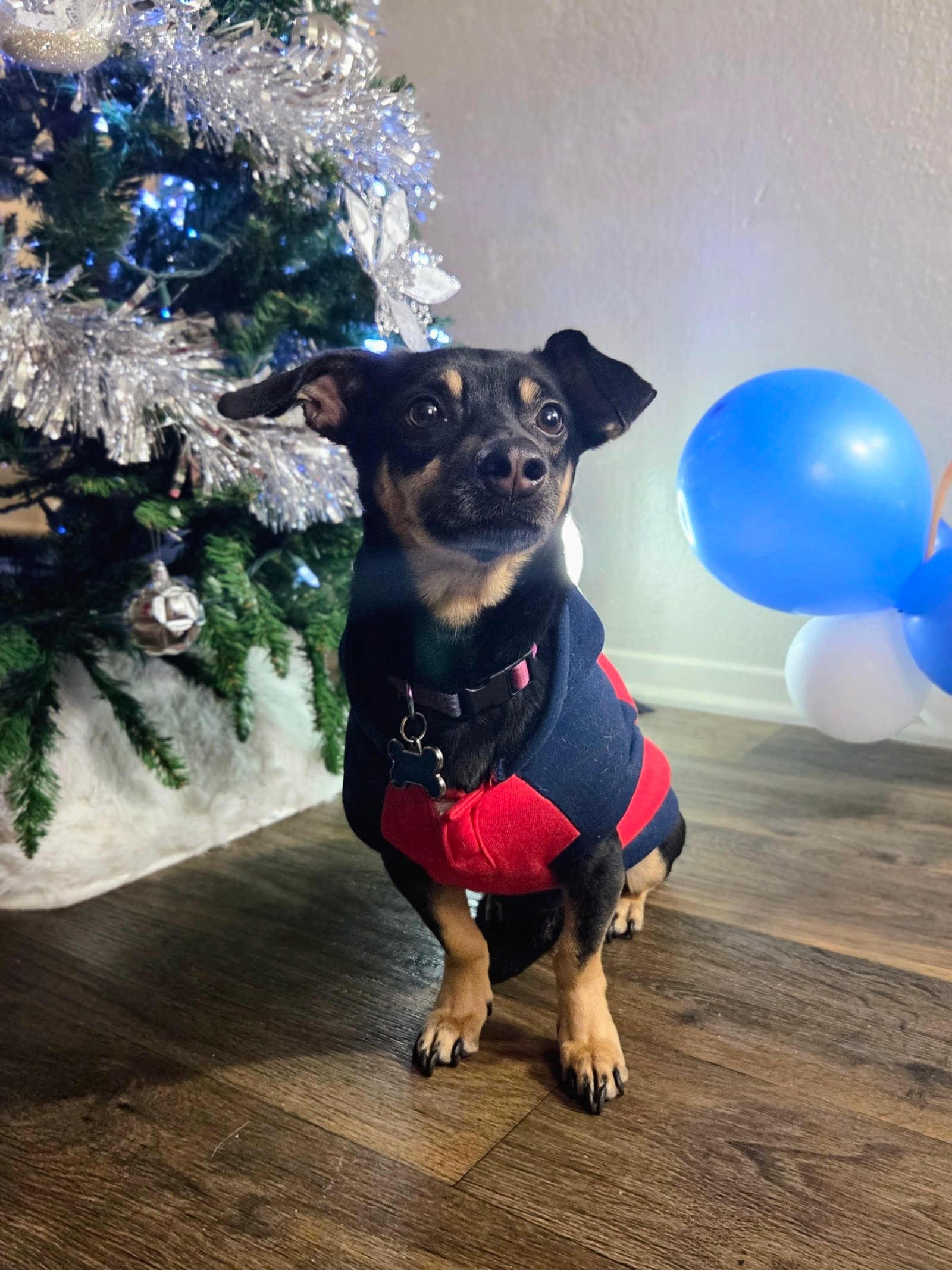 Pet Birthday Celebration