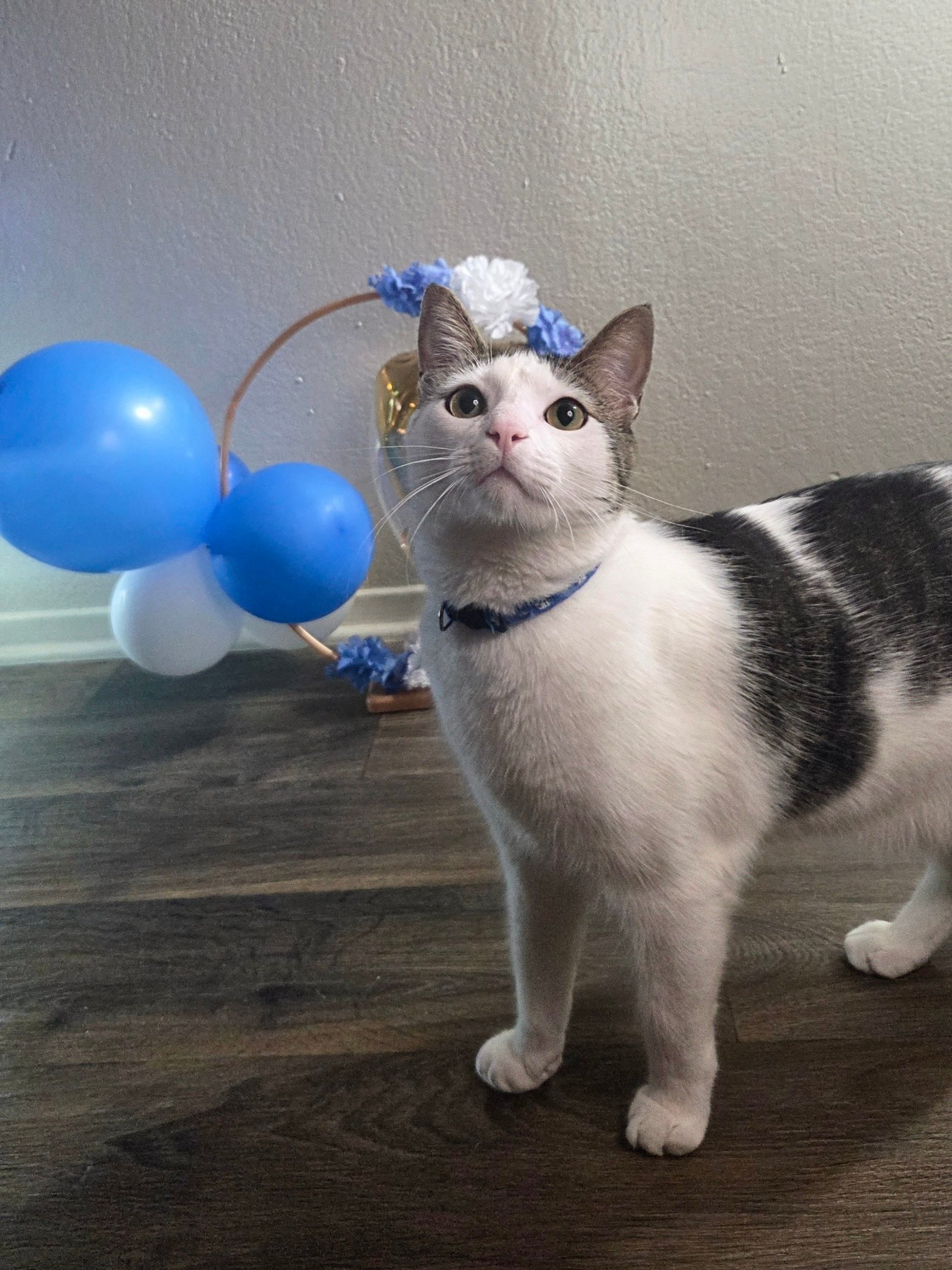 Pet Party with Floral Touches