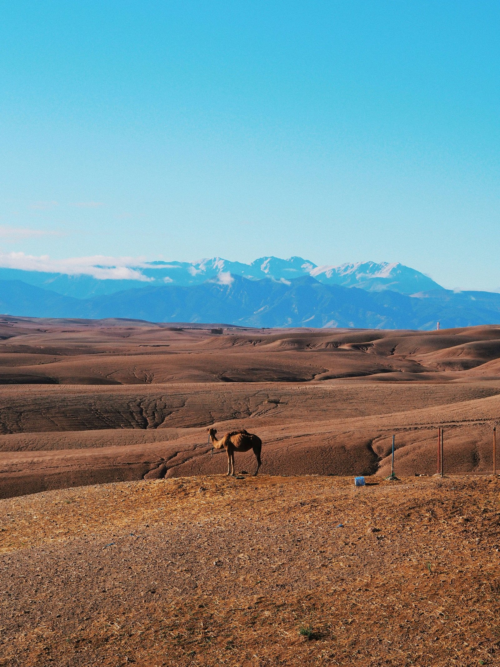 A camel ride through palm groves on the edge of Marrakech, Morocco